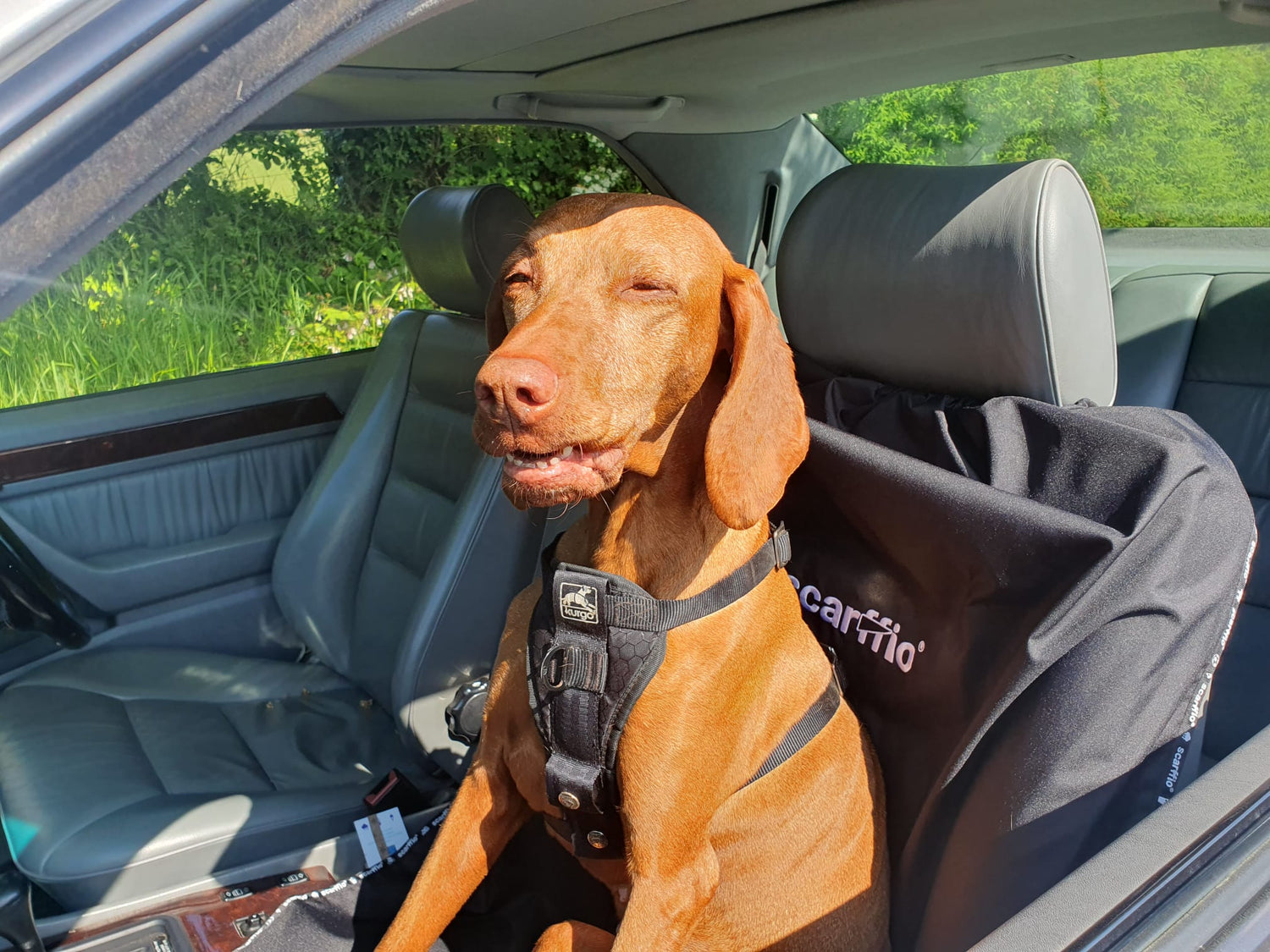 This image shows a gorgeous Auburn coated Hungarian Vizla dog, in glorious sunshine, sitting on a Jet Black scarffio®, which is protecting the classic Mercedes grey leather car seat he is sitting on. 